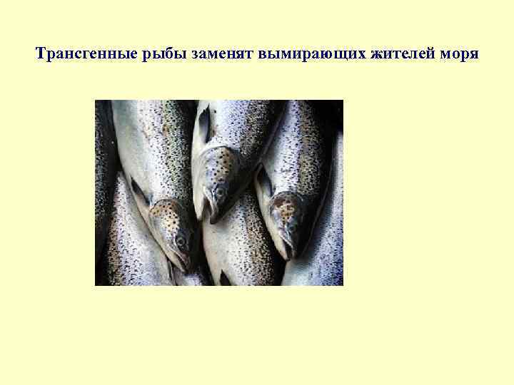 Трансгенные рыбы заменят вымирающих жителей моря 