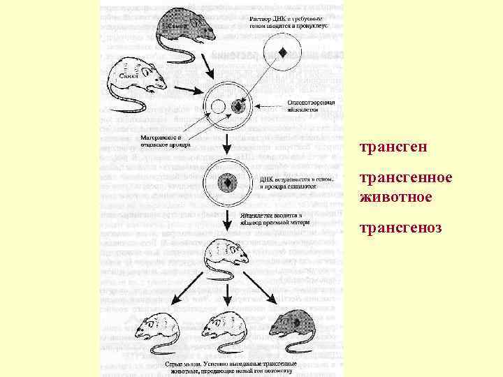 трансгенное животное трансгеноз 