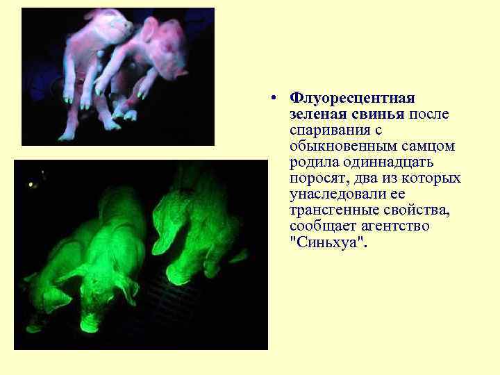  • Флуоресцентная зеленая свинья после спаривания с обыкновенным самцом родила одиннадцать поросят, два