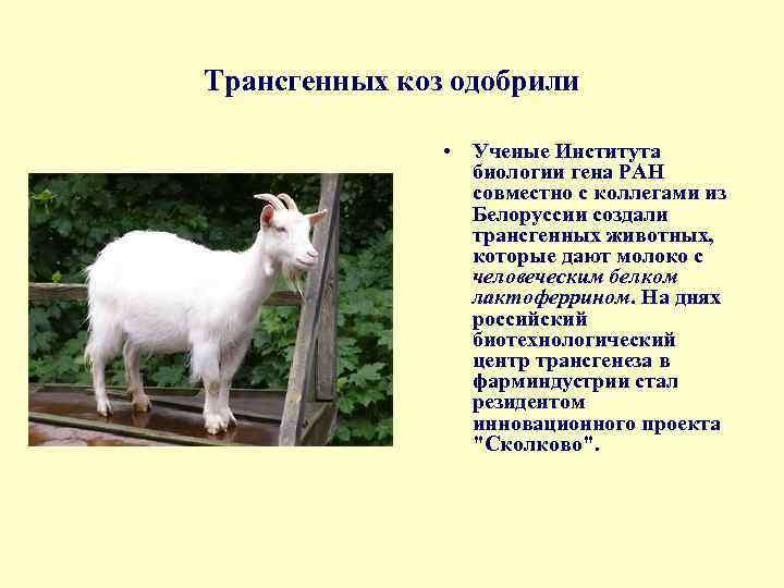 Трансгенных коз одобрили • Ученые Института биологии гена РАН совместно с коллегами из Белоруссии