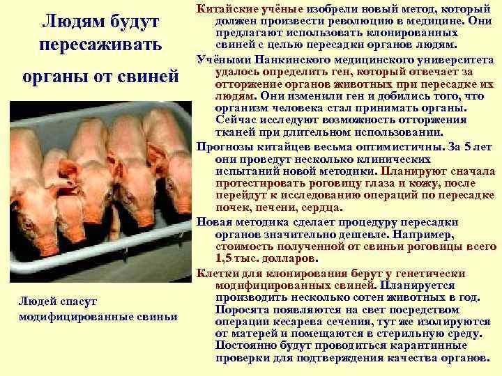 Людям будут пересаживать органы от свиней Людей спасут модифицированные свиньи Китайские учёные изобрели новый