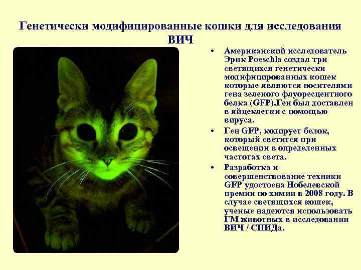 Генетически модифицированные кошки для исследования ВИЧ • • • Американский исследователь Эрик Poeschla создал