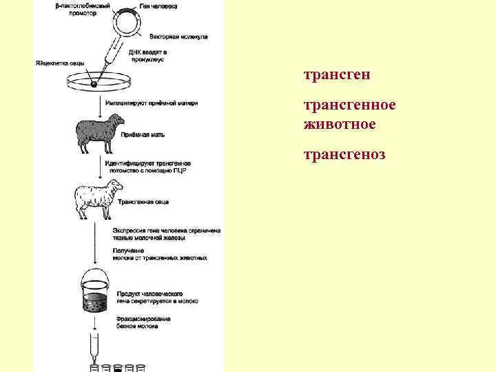 Трансгенные животные презентация