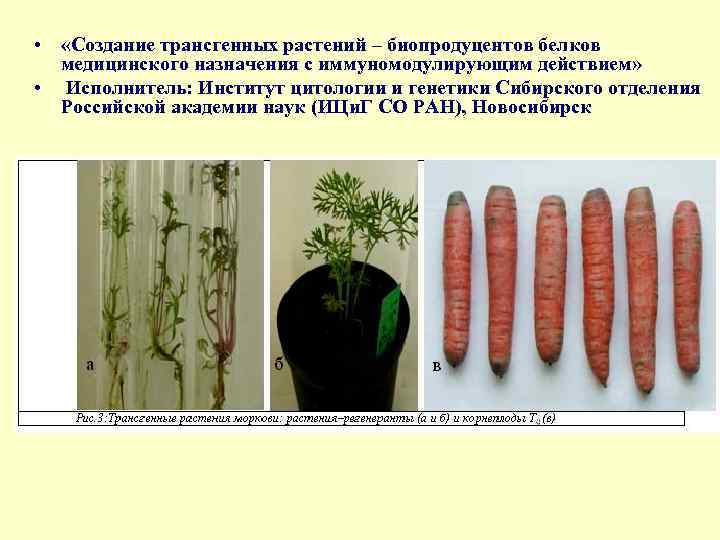  • «Создание трансгенных растений – биопродуцентов белков медицинского назначения с иммуномодулирующим действием» •