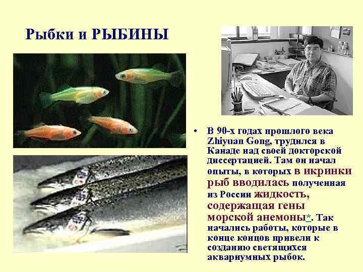 Рыбки и РЫБИНЫ • В 90 х годах прошлого века Zhiyuan Gong, трудился в