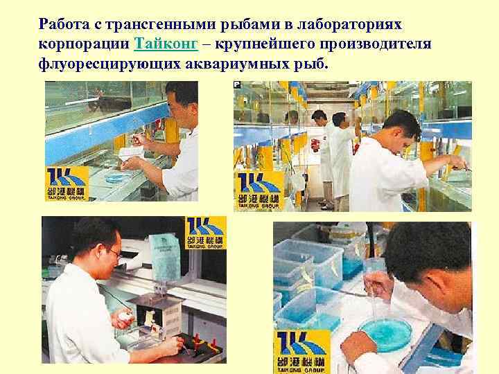 Работа с трансгенными рыбами в лабораториях корпорации Тайконг – крупнейшего производителя флуоресцирующих аквариумных рыб.
