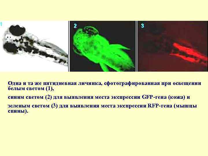 Одна и та же пятидневная личинка, сфотографированная при освещении белым светом (1), синим светом