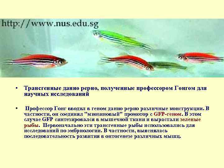  • Трансгенные данио рерио, полученные профессором Гонгом для научных исследований • Профессор Гонг