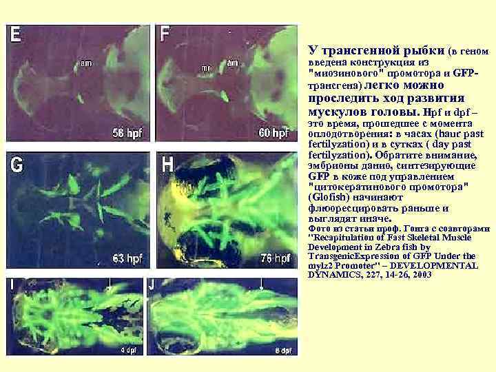  • У трансгенной рыбки (в геном введена конструкция из "миозинового" промотора и GFP