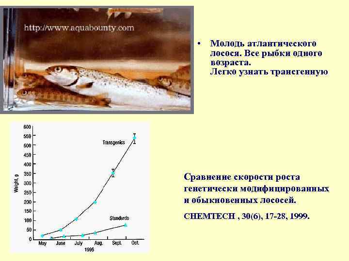  • Молодь атлантического лосося. Все рыбки одного возраста. Легко узнать трансгенную Сравнение скорости