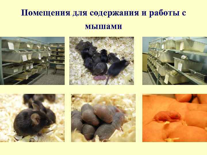 Помещения для содержания и работы с мышами 