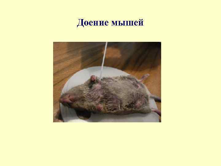 Доение мышей 