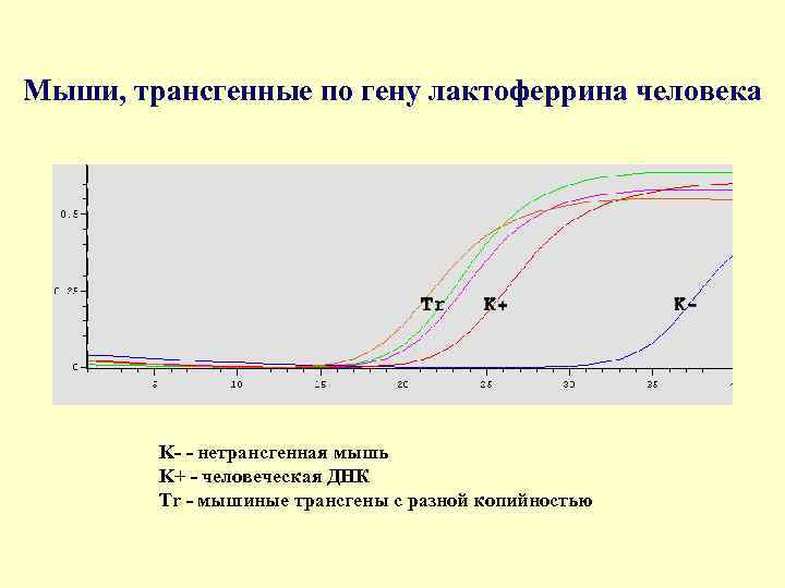 Мыши, трансгенные по гену лактоферрина человека K нетрансгенная мышь K+ человеческая ДНК Tr мышиные