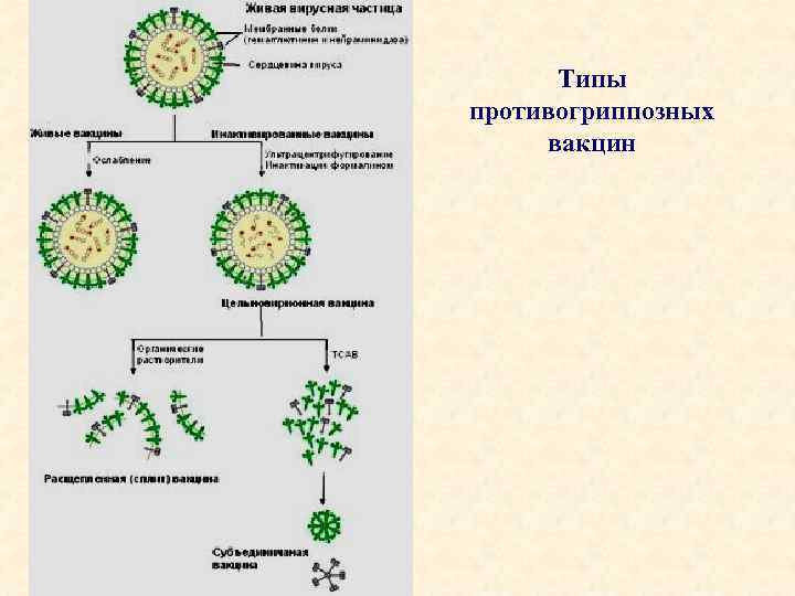 Типы противогриппозных вакцин 