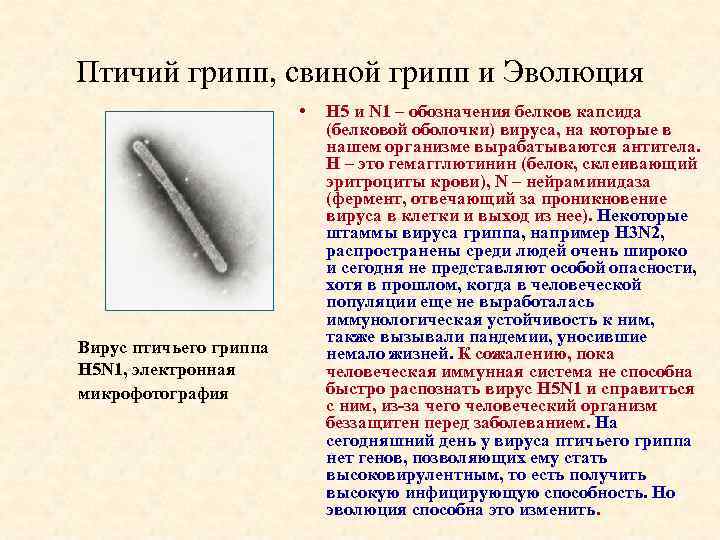 Птичий грипп, свиной грипп и Эволюция • Вирус птичьего гриппа H 5 N 1,