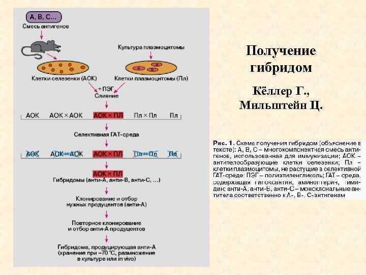 Получение гибридом Кёллер Г. , Мильштейн Ц. 