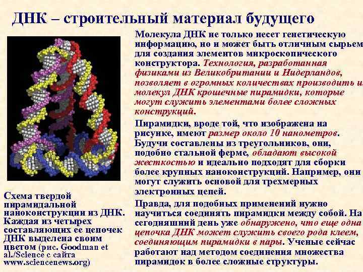 ДНК – строительный материал будущего Молекула ДНК не только несет генетическую информацию, но и