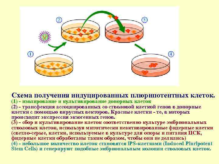 Схема получения индуцированных плюрипотентных клеток. (1) - изолирование и культивирование донорных клеток (2) -