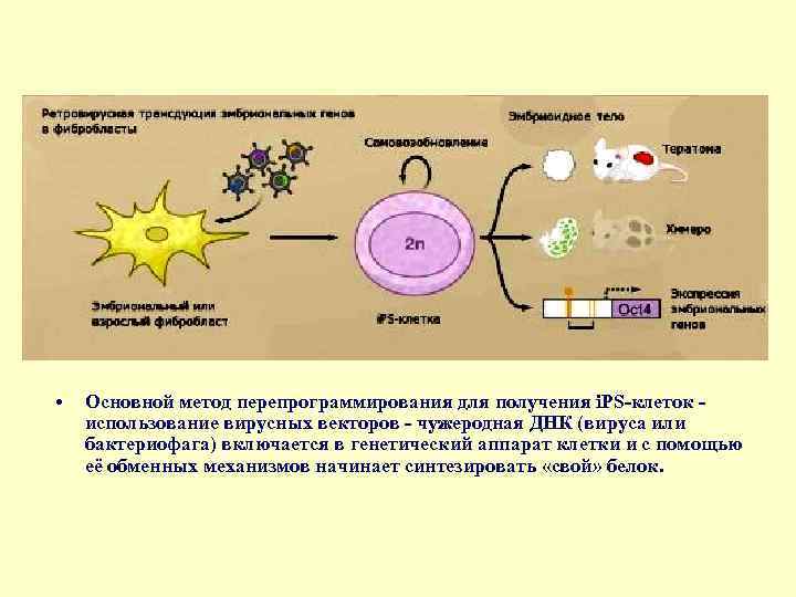  • Основной метод перепрограммирования для получения i. PS-клеток - использование вирусных векторов -