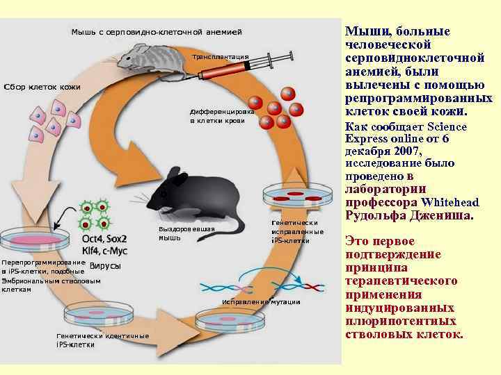  • Мыши, больные человеческой серповидноклеточной анемией, были вылечены с помощью репрограммированных клеток своей