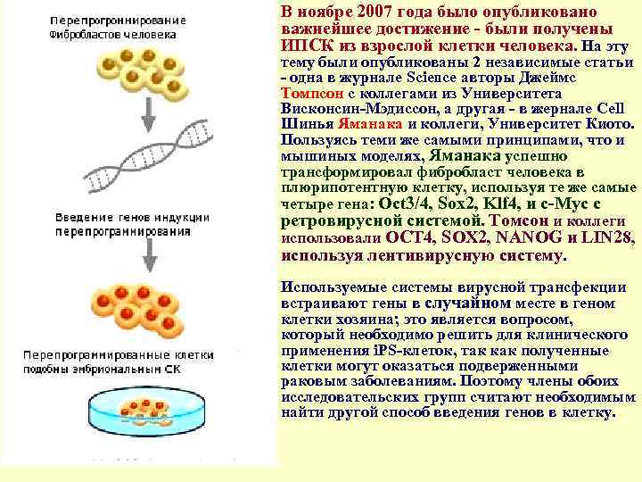 • В ноябре 2007 года было опубликовано важнейшее достижение - были получены ИПСК