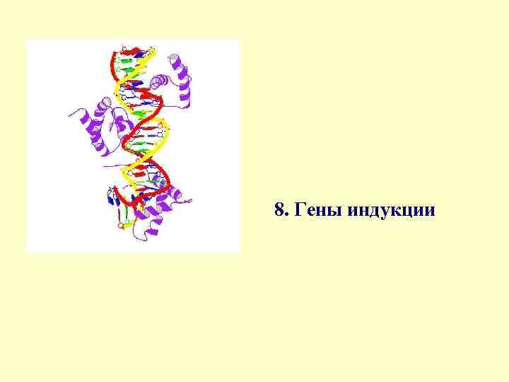 8. Гены индукции 