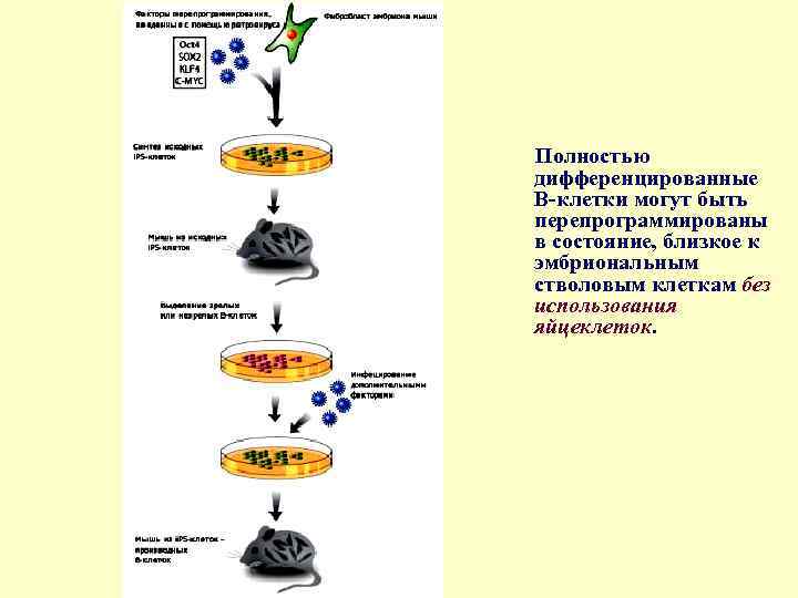 Полностью дифференцированные В-клетки могут быть перепрограммированы в состояние, близкое к эмбриональным стволовым клеткам без