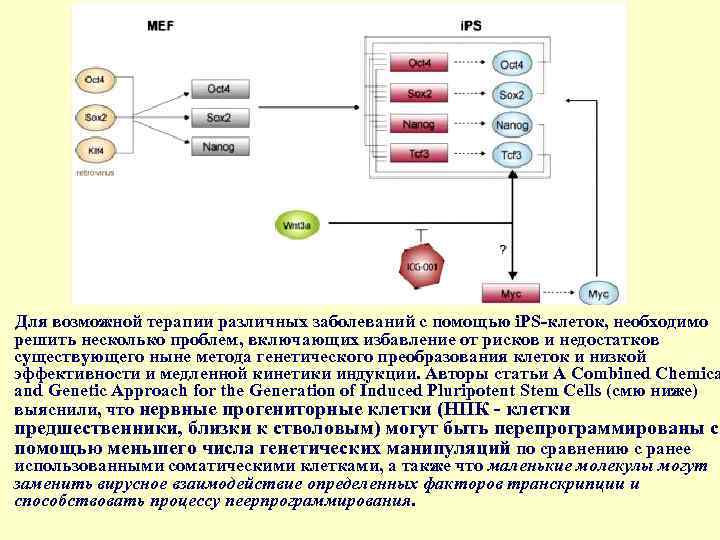 Для возможной терапии различных заболеваний с помощью i. PS-клеток, необходимо решить несколько проблем, включающих