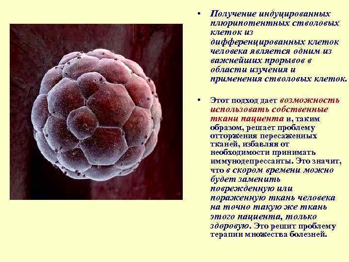  • Получение индуцированных плюрипотентных стволовых клеток из дифференцированных клеток человека является одним из