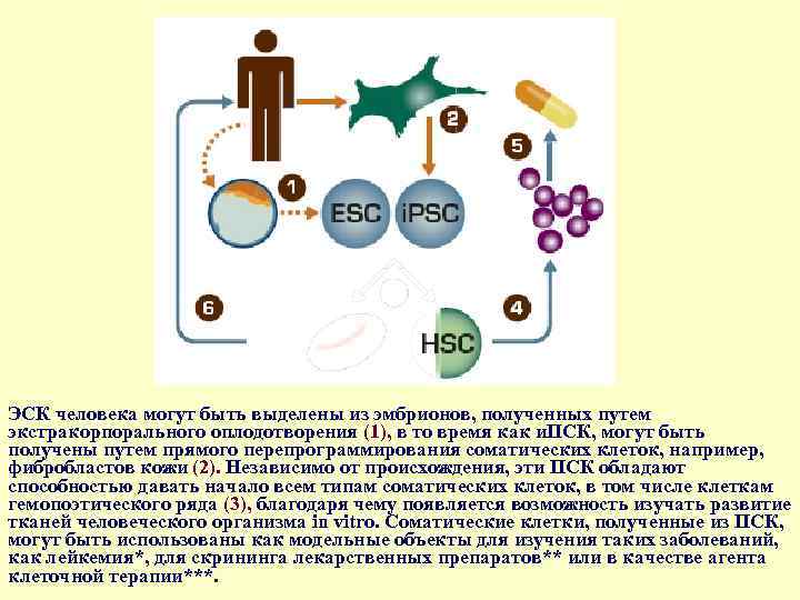 Стволовые клетки в биотехнологии презентация