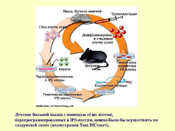 Лечение больной мыши с помощью её же клеток, перепрограммированных в i. PS-клетки, можно было