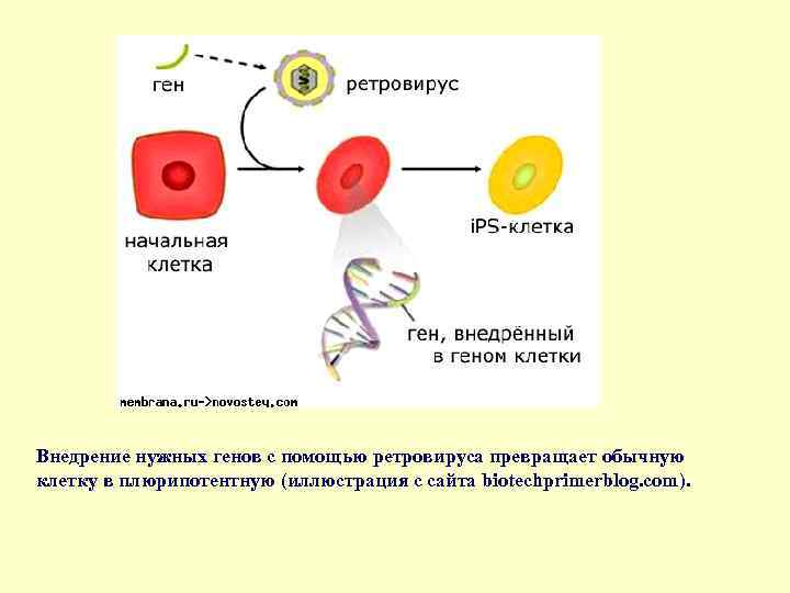 Укажите варианты ответов внедрен ген