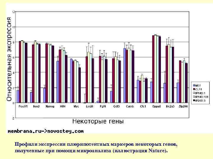Профили экспрессии плюрипотентных маркеров некоторых генов, полученные при помощи микроанализа (иллюстрация Nature). 