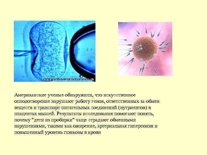 Американские ученые обнаружили, что искусственное оплодотворение нарушают работу генов, ответственных за обмен веществ и
