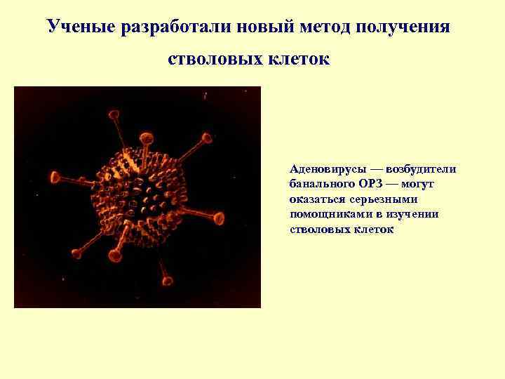 Ученые разработали новый метод получения стволовых клеток Аденовирусы — возбудители банального ОРЗ — могут