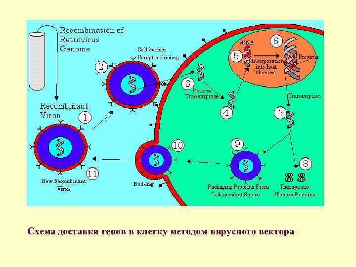 Схема доставки генов в клетку методом вирусного вектора 