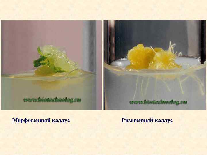 Морфогенный каллус Ризогенный каллус 