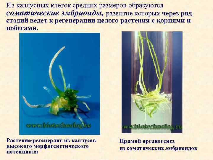 Из каллусных клеток средних размеров образуются соматические эмбриоиды, развитие которых через ряд стадий ведет