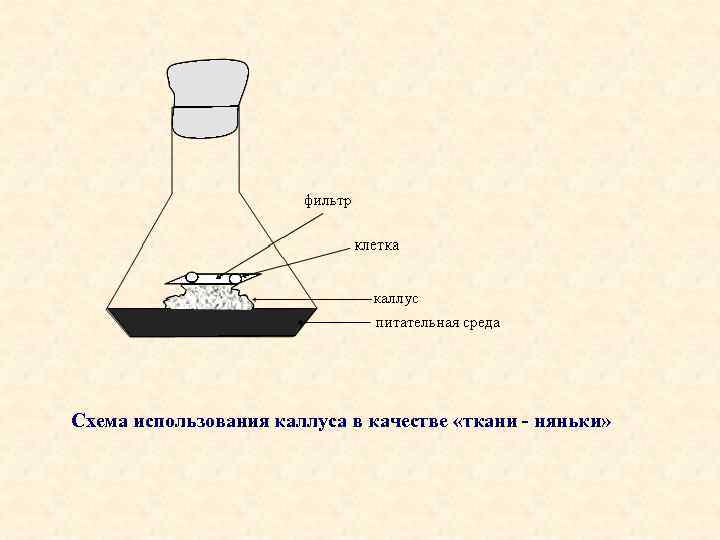 Cхема использования каллуса в качестве «ткани - няньки» 