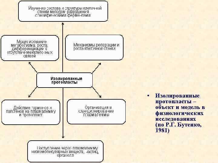  • Изолированные протопласты – объект и модель в физиологических исследованиях (по Р. Г.
