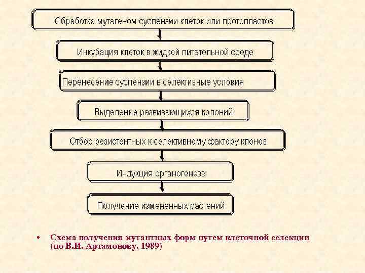  • Схема получения мутантных форм путем клеточной селекции (по В. И. Артамонову, 1989)