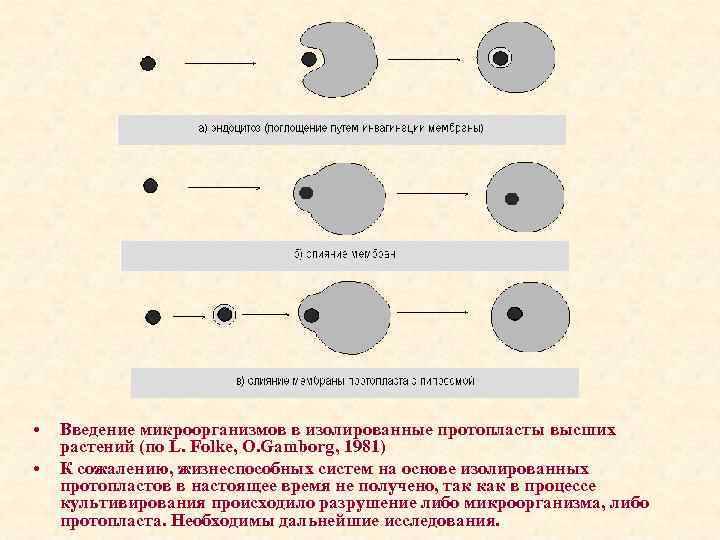  • • Введение микроорганизмов в изолированные протопласты высших растений (по L. Folke, O.
