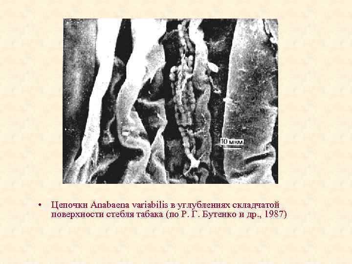  • Цепочки Anabaena variabilis в углублениях складчатой поверхности стебля табака (по Р. Г.