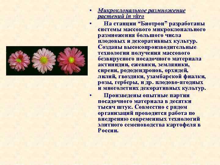  • Микроклональное размножение растений in vitro • На станции “Биотрон” разработаны системы массового
