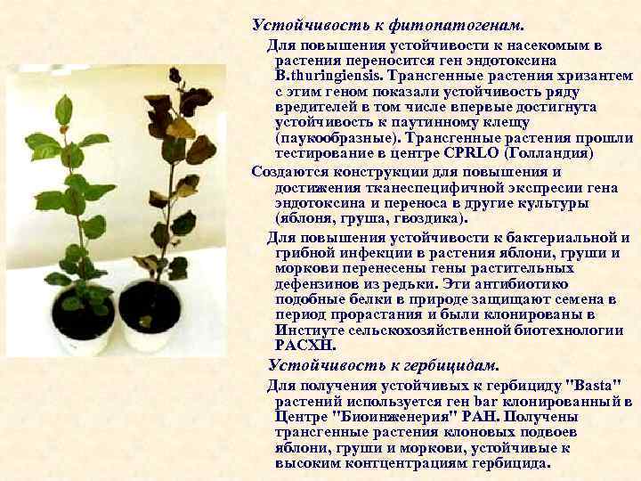 Устойчивость к фитопатогенам. Для повышения устойчивости к насекомым в растения переносится ген эндотоксина B.