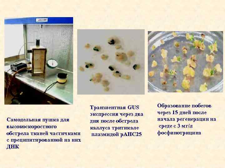 Самодельная пушка для высокоскоростного обстрела тканей частичками с преципитированной на них ДНК Транзиентная GUS