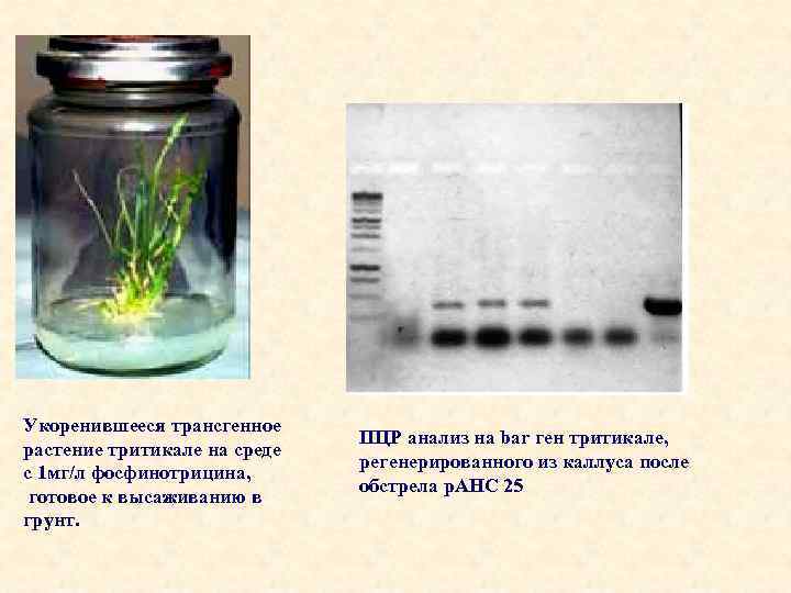 Укоренившееся трансгенное растение тритикале на среде с 1 мг/л фосфинотрицина, готовое к высаживанию в