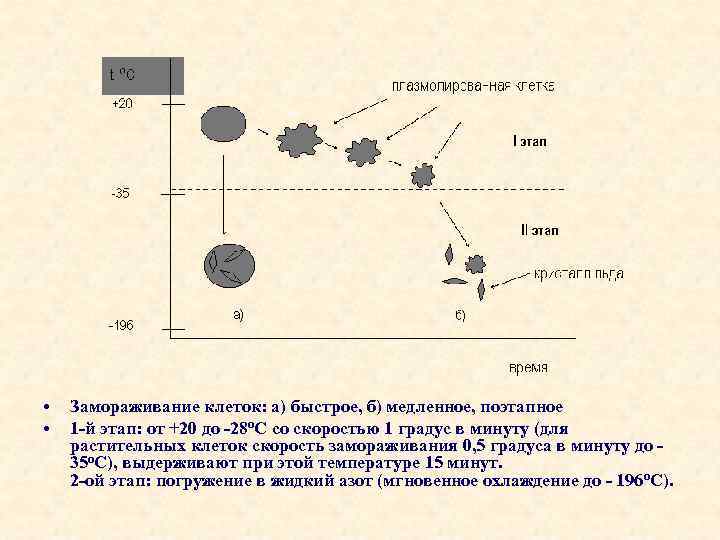  • • Замораживание клеток: а) быстрое, б) медленное, поэтапное 1 -й этап: от