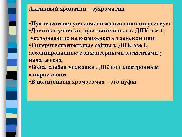 Активный хроматин – эухроматин • Нуклеосомная упаковка изменена или отсутствует • Длинные участки, чувствительные