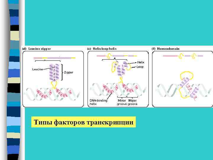 Типы факторов транскрипции 